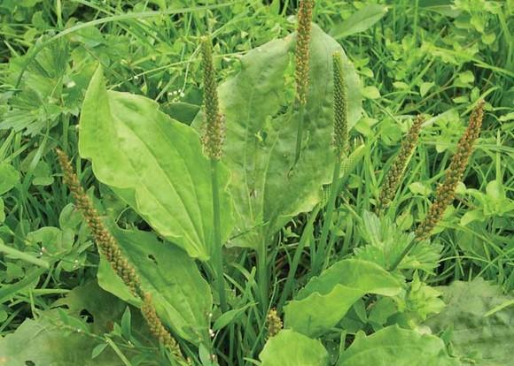 ASTERACEAE Plantago