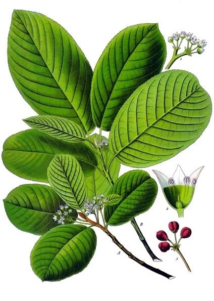 RHAMINACEAE Rhamnus purshiana