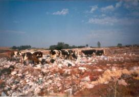 Fundamentação Determinantes Socioambientais da Saúde: A relação estabelecida entre os seres humanos e o meio ambiente ao longo dos tempos tem sido crucial na determinação do impacto causado pelas