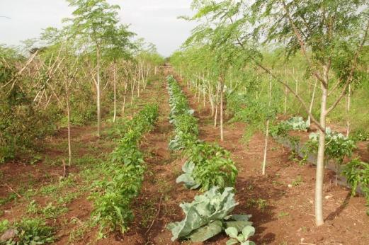 Co-Inovação- Cuba Problemas Escassez de alimentos (insegurança alimentar) associada a uma ausência de programas agrícolas sustentáveis.