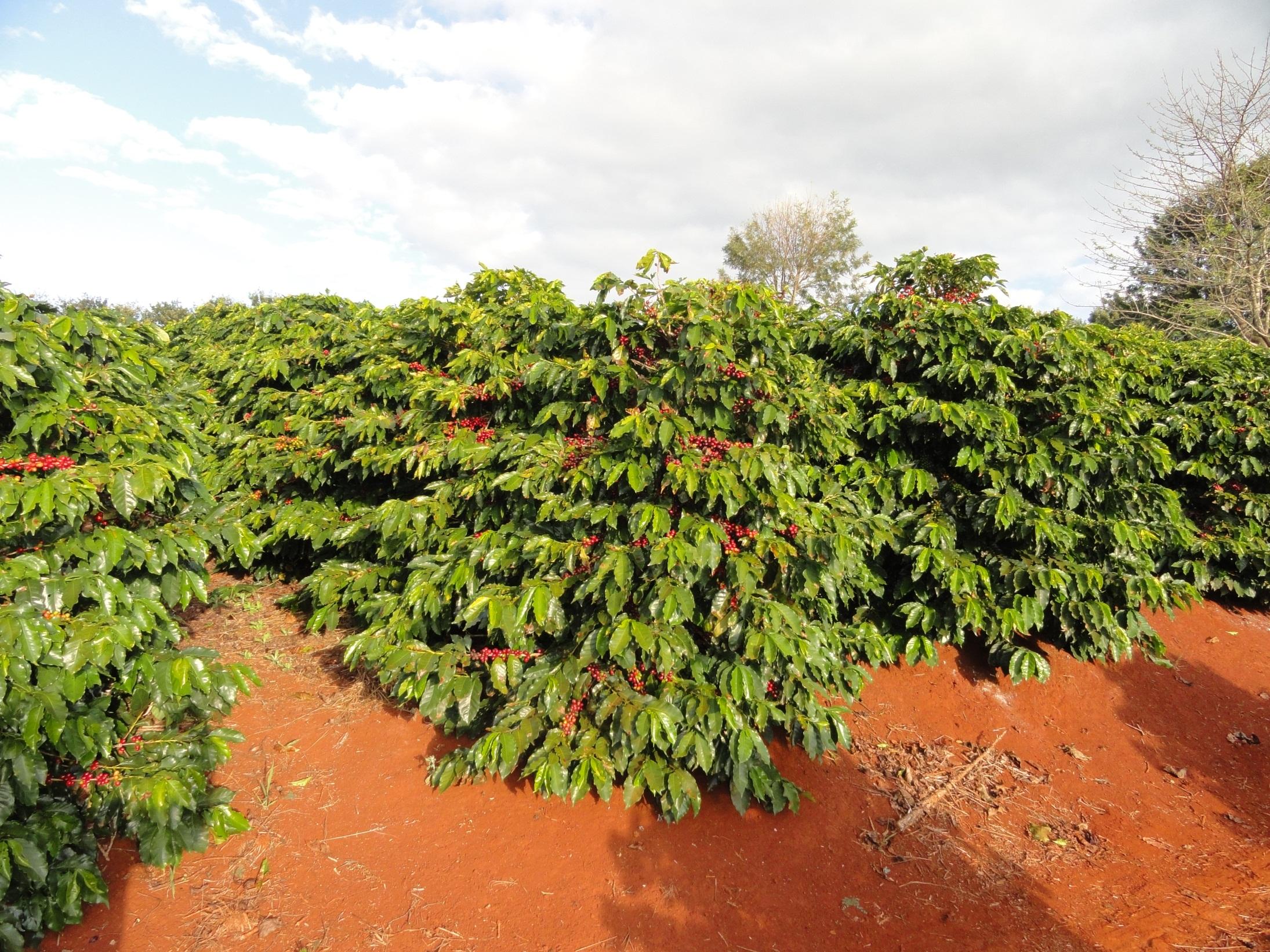 IAPAR-59 2,0 X 0,5M COM ADUBAÇÃO 30% MAIOR, COM LONGEVIDADE DE 18 ANOS, 60Sb/ha/ANO, Nova Santa Bárbara RESISTÊNCIA