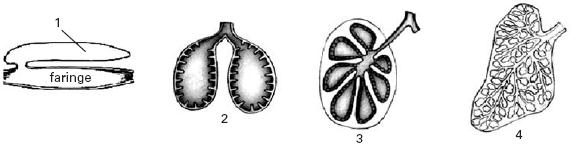 Explique de que modo se integram os sistemas respiratório e circulatório no ser humano, referenciando duas aquisições evolutivas essenciais para os vertebrados que colonizaram as terras emersas.