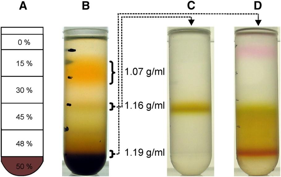 Sucrose Density Centrifugation of Cellular Membranes from G.