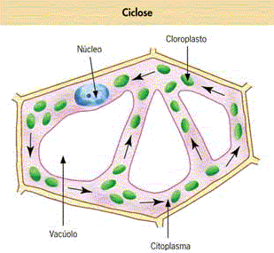 MOVIMENTOS CITOPLASMÁTICOS Ciclose: corrente citoplasmática orientada em um certo sentido, sendo bem visível