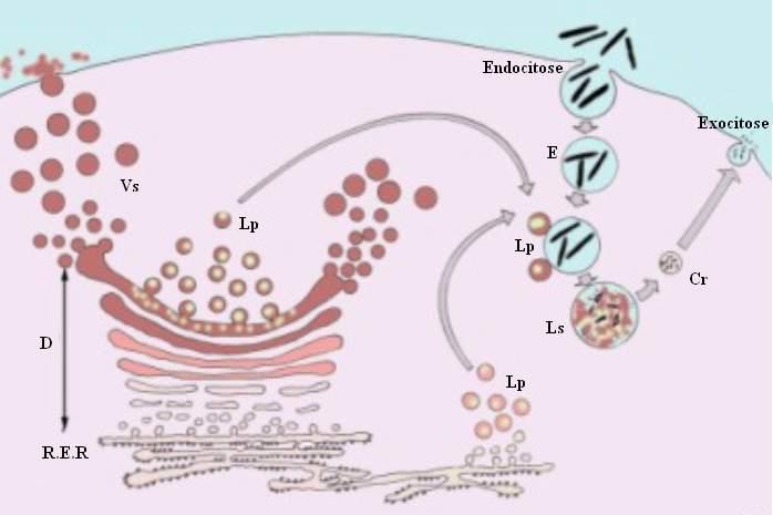 ORGANELAS CITOPLASMÁTICAS Célula eucariótica animal Origem e tipos de Lisossomos Cr: corpo residual; D: