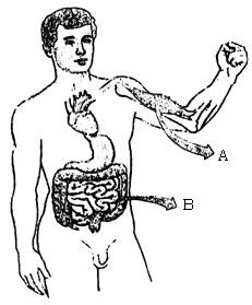 Observe a imagem ao lado: Ela representa um esquema de osso longo que compõem o nosso corpo. O tecido ósseo é rígido devido a deposição de materiais em suas células.