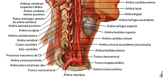 13 SISTEMA ARTERIAL Arco ou Cajado Aórtico: Tronco braquiocefálico: A. subclávia direita A. carótida comum direita A.