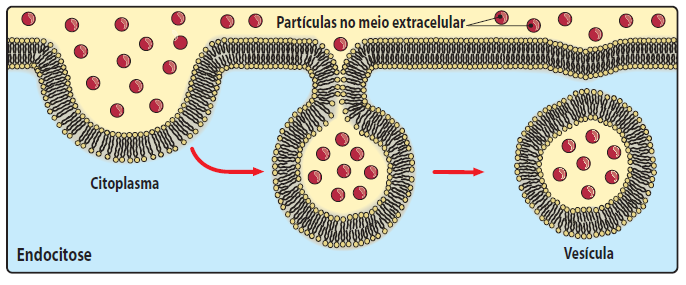 Então, as moléculas de um soluto (Na+, K+) deslocam-se de um meio de maior concentração para um meio de menor concentração (contra o gradiente de concentração) com intervenção de proteínas