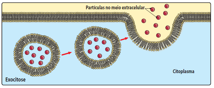 Na exocitose, a célula liberta para o meio extracelular produtos resultantes da digestão intracelular ou moléculas sintetizadas no seu interior, tais como produtos de metabolismo celular, certas