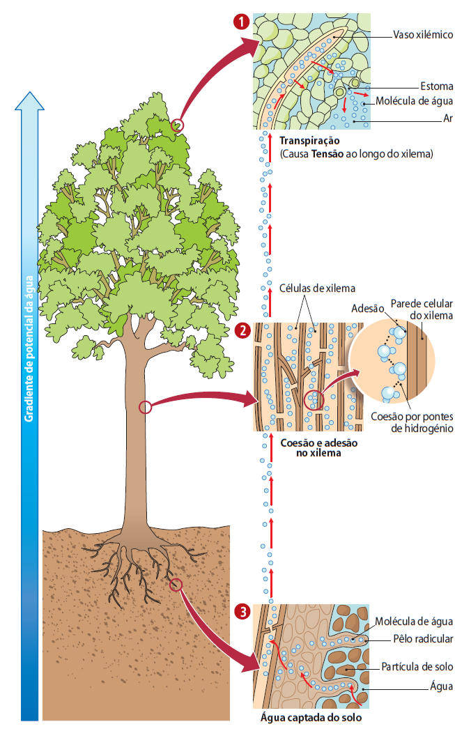 5.1.2. Teoria da Tensão-Coesão-Adesão (Xilema) A quantidade de vapor de água que sai das folhas por transpiração causa uma tensão na parte superior da planta que provoca a ascensão da água.