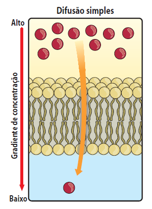 A velocidade de movimentação de soluto é directamente proporcional à diferença de concentração entre os dois meios. Neste processo não há gasto de energia transporte passivo. 3.