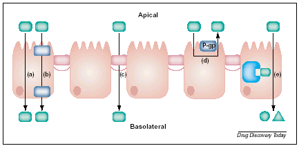 efluxo influxo (a) Passivo Transcelular (b) Transportadores de Membrana (Influxo) (c) Passivo Paracelular (d)