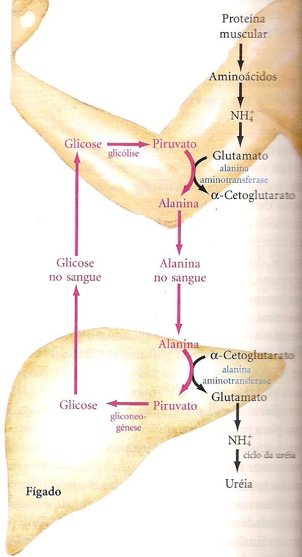 CICLO ALANINA - GLUCOSE Glicose Glicose no sangue glicólise Glicose gliconeogenese Piruvato Alanina Proteína Aminoácidos NH 4 - Alanina (ALT) Alanina no sangue Alanina Piruvato A alanina desempenha