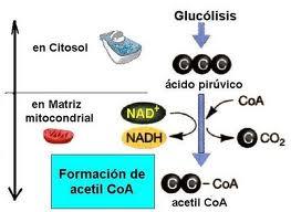 Degradação do ácido pirúvico em Acetil co A GLICÓLISE Citosol da
