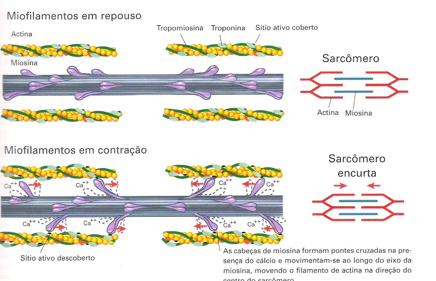 Mecanismo Molecular da Contração Muscular As cabeças de miosina formam pontes cruzadas na presença do cálcio e