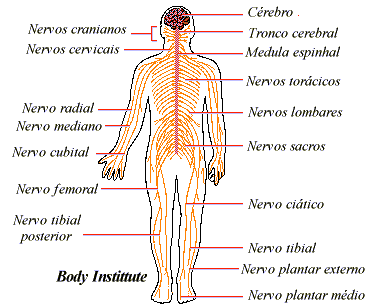 LOCALIZAÇÃO: SISTEMA NERVOSO - CORPOS CELULARES: encéfalo, medula raquidiana e gânglios nervosos (centros nervosos).