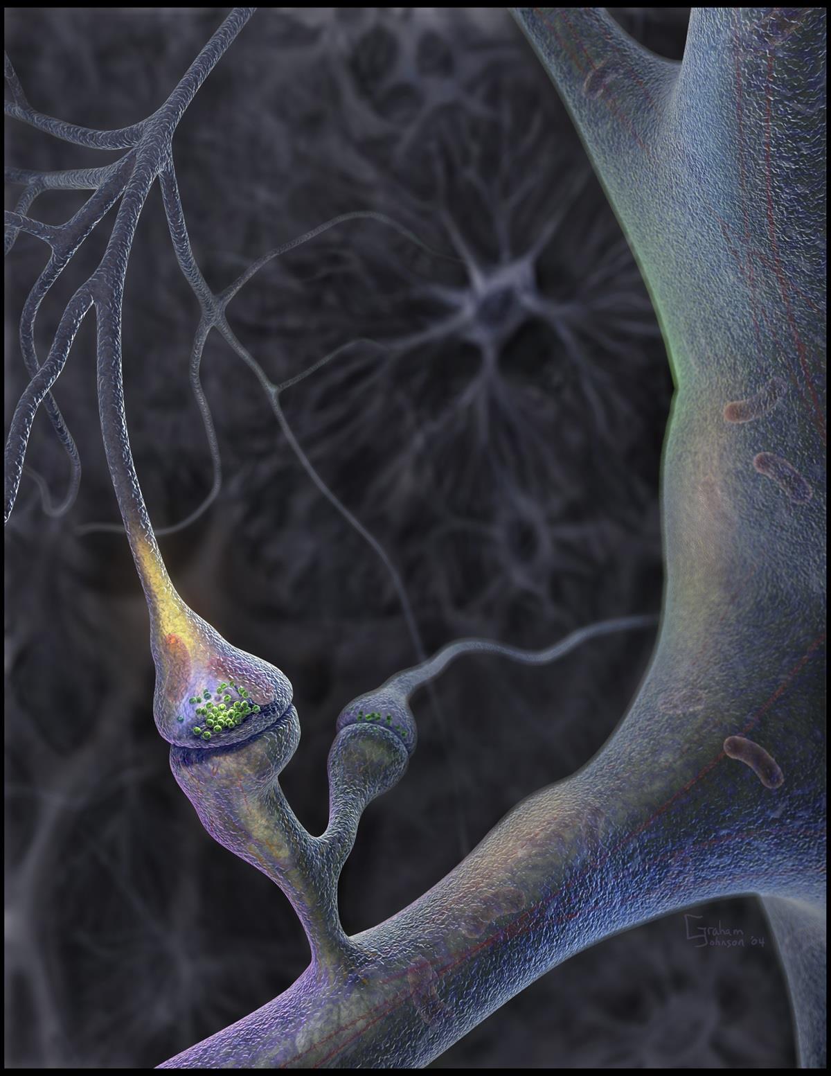 SINAPSE NEURONEURAL AXÔNIO Vesículas