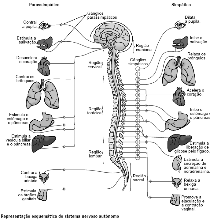 Sistema nervoso autônomo Como o próprio nome indica, este sistema funciona de forma autônoma, controlando a função involuntária de diversos órgãos, já que a maior parte da sua atividade não chega a