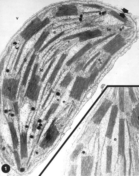 Aspecto geral de um cloroplasto em células da