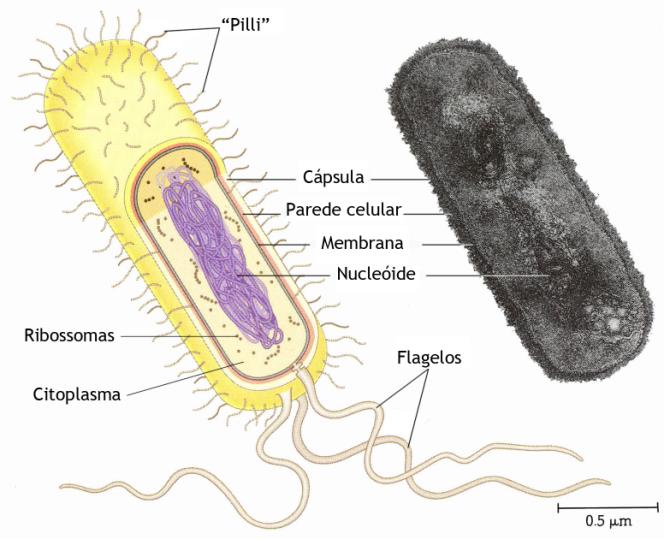 COMPLEXIDADE ESTRUTURAL Células procarióticas Material genético disperso no citoplasma Sem organitos membranares Podem possuir cápsula a proteger a célula Ex: bactérias Células eucarióticas Com