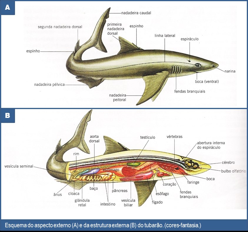 ESTUDO DA NATUREZA 094 Os peixes ósseos são os mais abundantes em número de espécies conhecidas, representando cerca de 95% do total