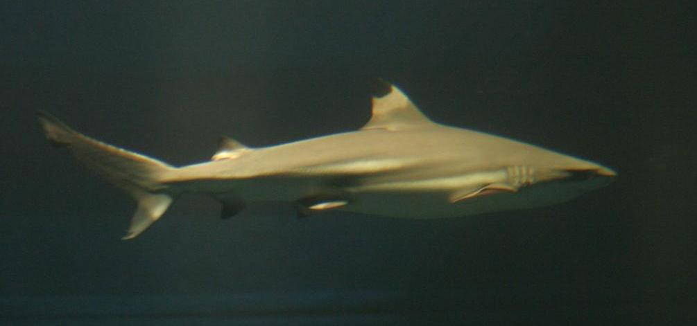 Tubarão Galha-Preta oceânico Carcharhinus limbatus,