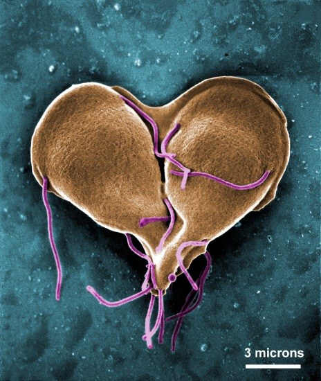 Figura 9 Ciclo biológico de Giardia spp.