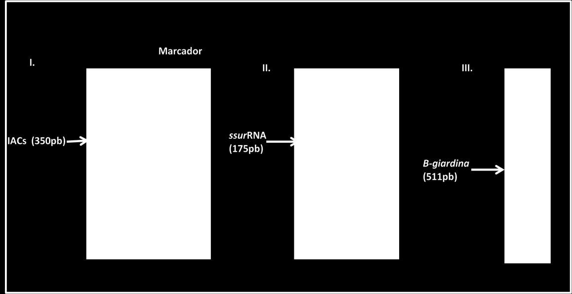 Reacção Primers Concentração Volume de Volume Condições de amplificação dos primers DNA Total nested-pcr gene 18S Humano 1ª IAC1/IAC2 5pmol 2,5 μl 25μl 96ºC 2, (30ciclos) 92ºC 60 * 58ºC 60 e 72ºC 95,