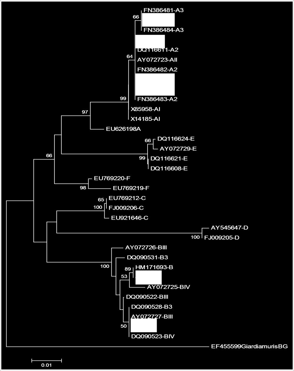 A figura 10. representa a árvore filogenética obtida através da análise neighbourjoining das sequências da β-giardina determinadas neste estudo. Figura 10.