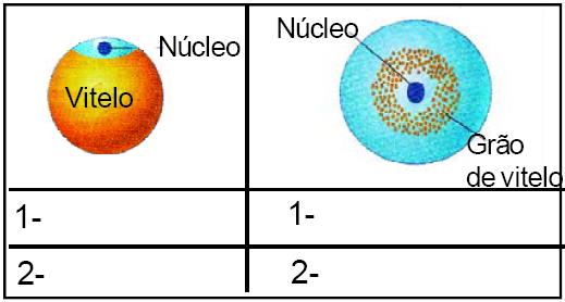 22 - (UFF RJ) a) Os seres vivos apresentam diferenças importantes no desenvolvimento embrionário.