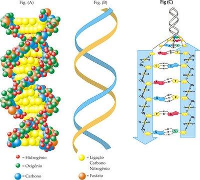 DNA É uma macromolécula (ácido desoxirribonucléico), formada por uma sequência de bases nitrogenadas; contém toda informação para a definição de características