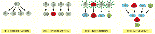 CÉLULAS-TRONCO E A DIFERENCIAÇÃO CELULAR CÉLULAS-TRONCO E A DIFERENCIAÇÃO CELULAR Plano de Aula -Desenvolvimento embrionário -Diferenciação celular -Células-tronco em diversos tecidos - Profª Juliana