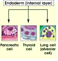 celulares que serão vitais para o desempenho da função celular Extrínsecos (provenientes de outras células, da Matriz extracelular ou do Ambiente) Moléculas sinal (hormônios, fatores de crescimento)