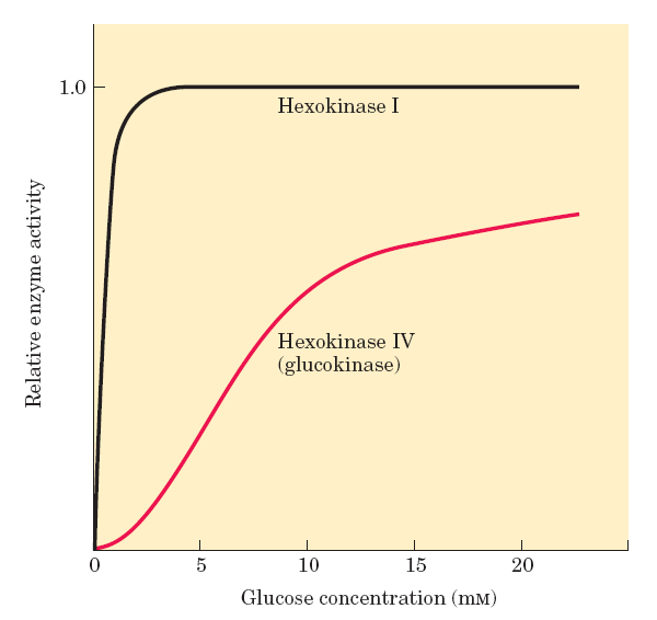 Fígado x Outros órgãos Músculo: GLUT-4 -> Km= 5 mm Hexoquinase 1 ->