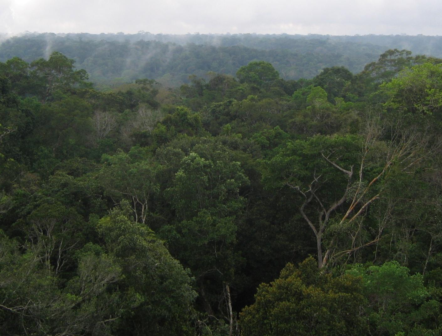 A MANOA foi uma das pioneiras na adoção do manejo de impacto reduzido na Amazônia A MANOA inseriu um novo conceito de utilização dos recursos florestais, aplicando técnicas que minimizam o impacto