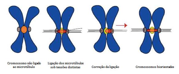 22 Cromossomo não ligado ao microtúbulo Ligação dos microtúbulos sob tensões distintas Alteração na posição de MCAK Cromossomos biorientados FIGURA 6.
