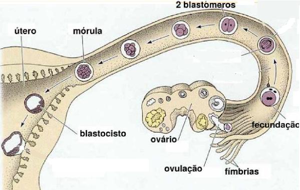 20. Os gráficos a seguir mostram os efeitos do aumento do dióxido de carbono presente no ar inspirado por uma pessoa sobre a quantidade média de ar inspirado (gráfico 1) e sobre a frequência média de