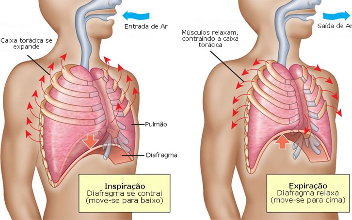 GUIA DAS ESPECIALIDADES CIÊNCIA E SAÚDE CÉLULAS CILIADAS O epitélio respiratório é formado por 5 tipos celulares: Epitélio pseudo-estratificado cilíndrico ciliado com células caliciformes.