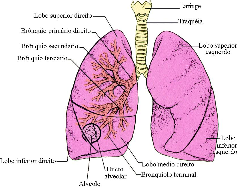 5 Pulmão Alveolar: apresenta uma grande superfície de trocas gasosas e ocorre nos mamíferos.