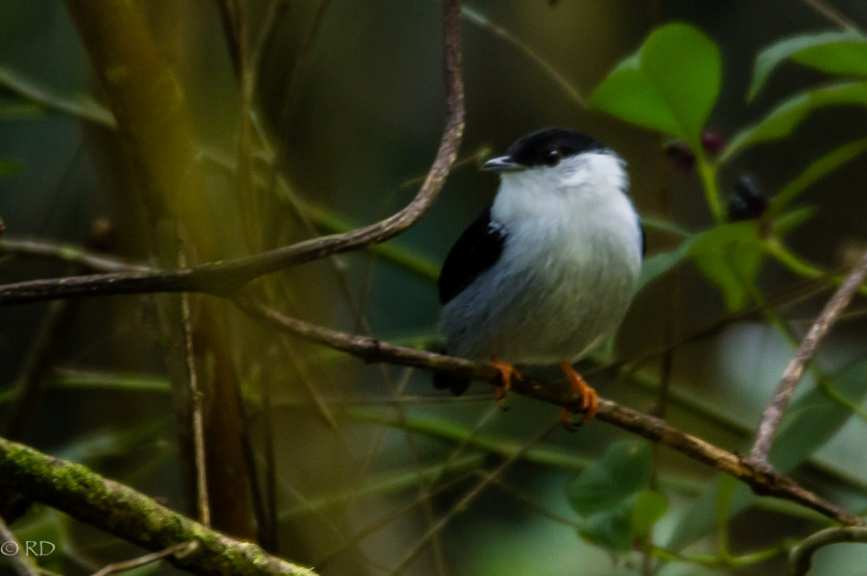 macho Acima, algumas aves da RPPN Pedra