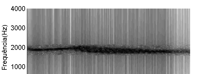 Imagem Espectrograma CRYUND Crypturellus undulatus Jaó (31cm/800g) floresta CRYNOC Crypturellus noctivagus Jaó-do-sul (33cm/600g) floresta