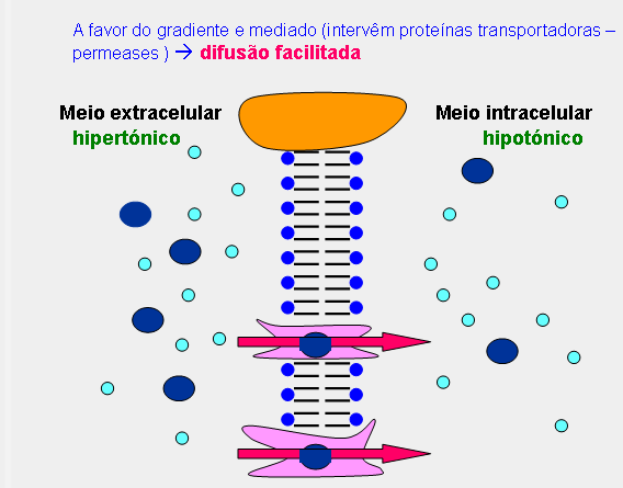 A) Transporte passivo O transporte passivo é um processo físico, que ocorre sem gasto de energia celular.