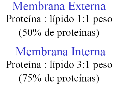 MITOCÔNDRIA Ultra-estrutura Constituídas de duas membranas, estrutural e funcionalmente diferentes, que definem dois compartimentos: o espaço intermembranar e a matriz