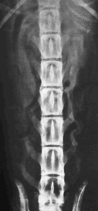 Radiografia de coluna lombo-sacral de cão em projeção lateral Posicionamento de coluna