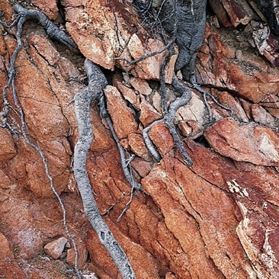 Constituição: matéria sólida, de origem mineral de várias dimensões (desde 0,002 até 200mm), matéria orgânica, ar e água.