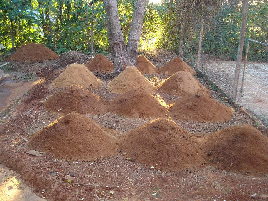 No local foram construídas doze leiras cônicas de compostagem com base de aproximadamente 1,5 m de diâmetro e 1,0 m de altura, conforme figura 2. Figura 2. Leiras de compostagem construídas na escola.