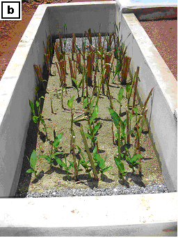 Em foco o desenvolvimento cronológico das plantas até seu estágio de floração, quando a estação assume o