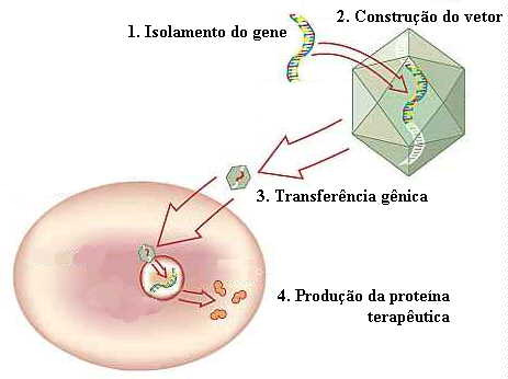 Como fazer uma terapia gênica? Como fazer um doping genético? 1. Produzir DNA em bactéria (plasmídio) 2.