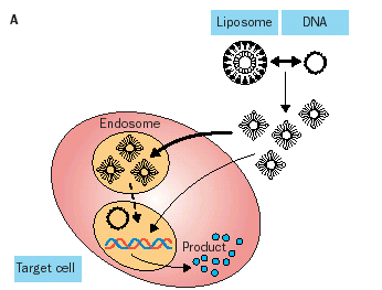 Introduzir gene terapêutico - Método biológico: vírus - Diretamente no organismo - Em cultura de células 3.