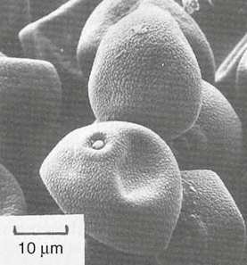 QUESTÃO 40 Considere a figura a seguir. QUESTÃO 43 Considere a imagem a seguir. CLARKE, A.R; e EBERHARDT, C.N. In: Microscopy techniques for materials science. USA: CRC Press: 2000. p. 331.